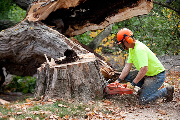 Best Lawn Grading and Leveling  in Pierre, SD